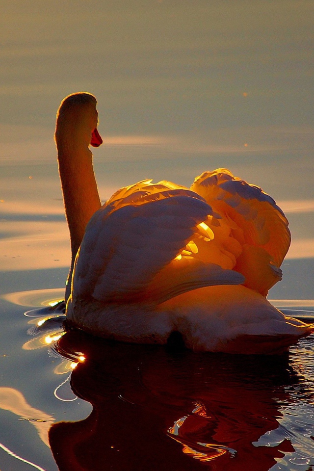 Белый лебедь на озере на закате