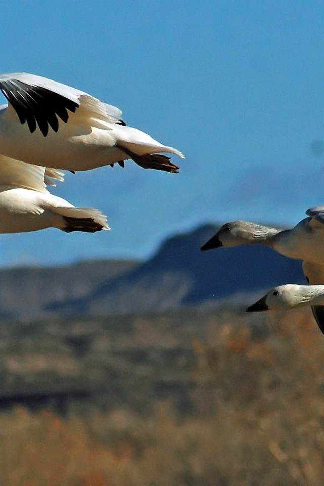Дикие птицы в полете