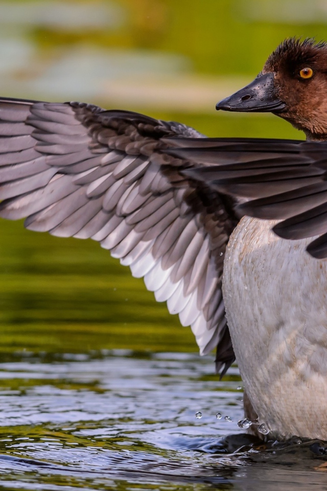 Дикая утка стоит в воде