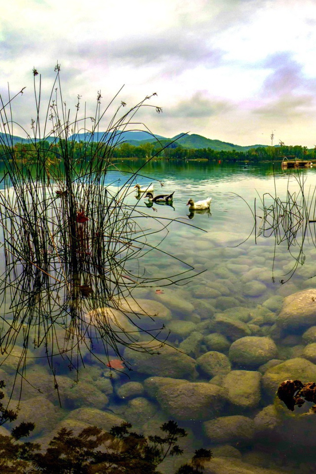 Дикие утки плывут по озеру