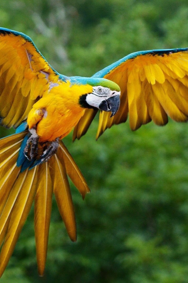 Размах крыльев желтого попугая