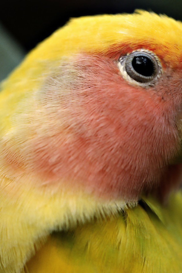 Желтый попугай с красными перьями на голове