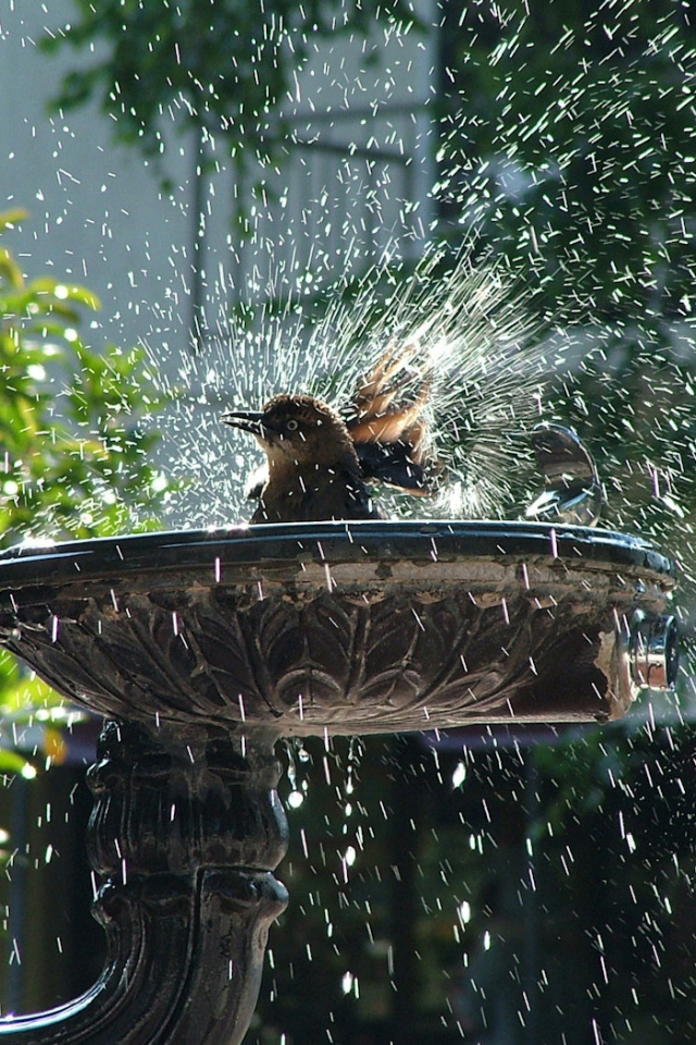 Птица купается