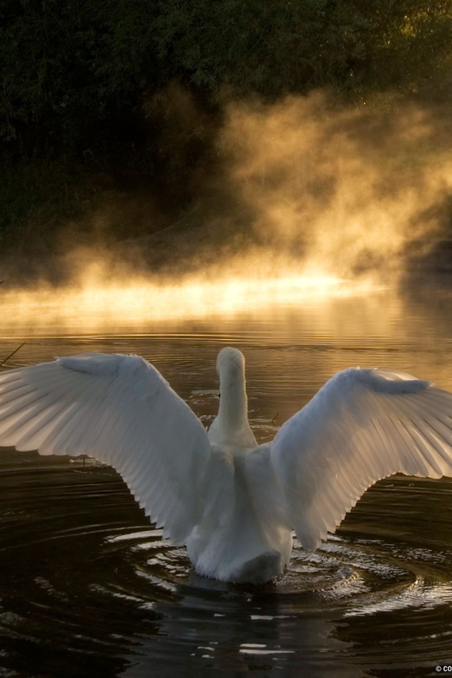 Лебедь на озере