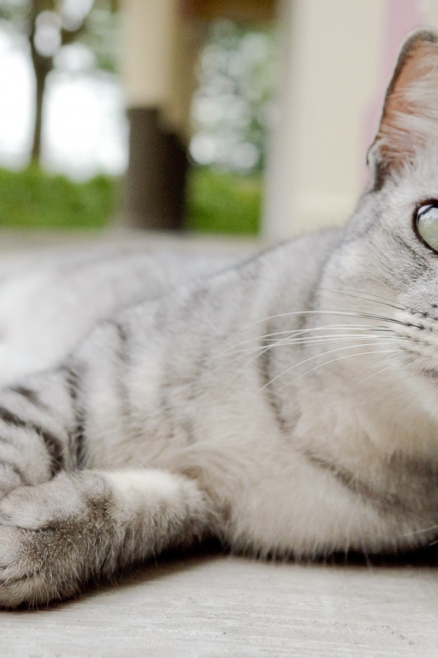 Пепельная кошка с выразительными глазами