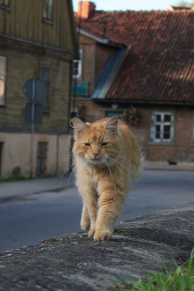 Рыжий, мудрый кот