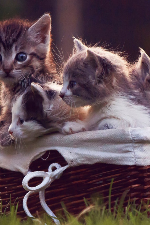 Корзинка с котятами на газоне