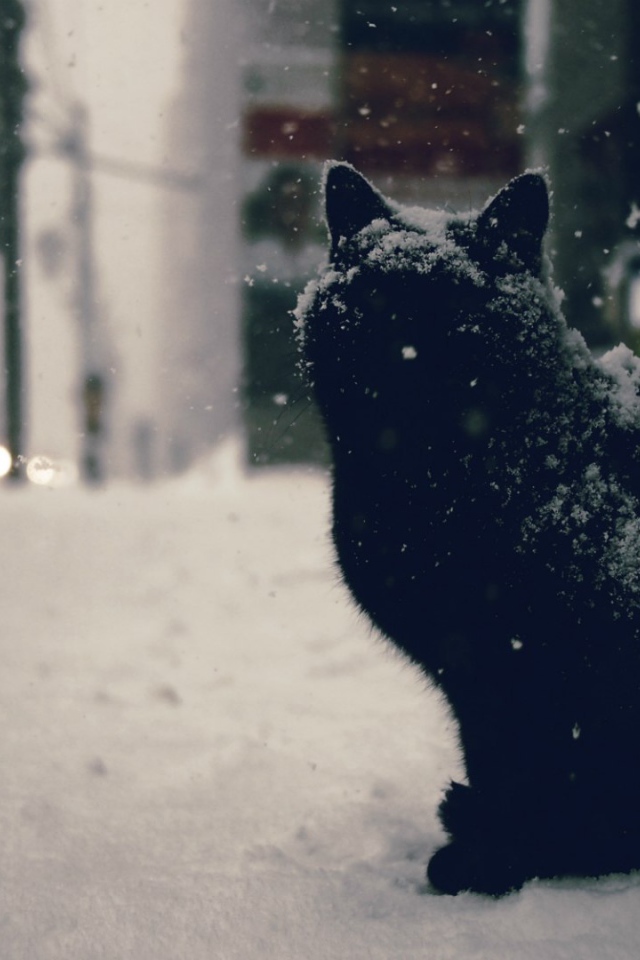 Черный кот в снегу