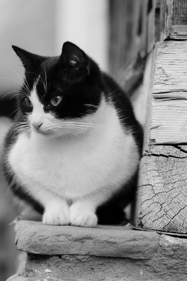 Черно белый кот у деревянной стены