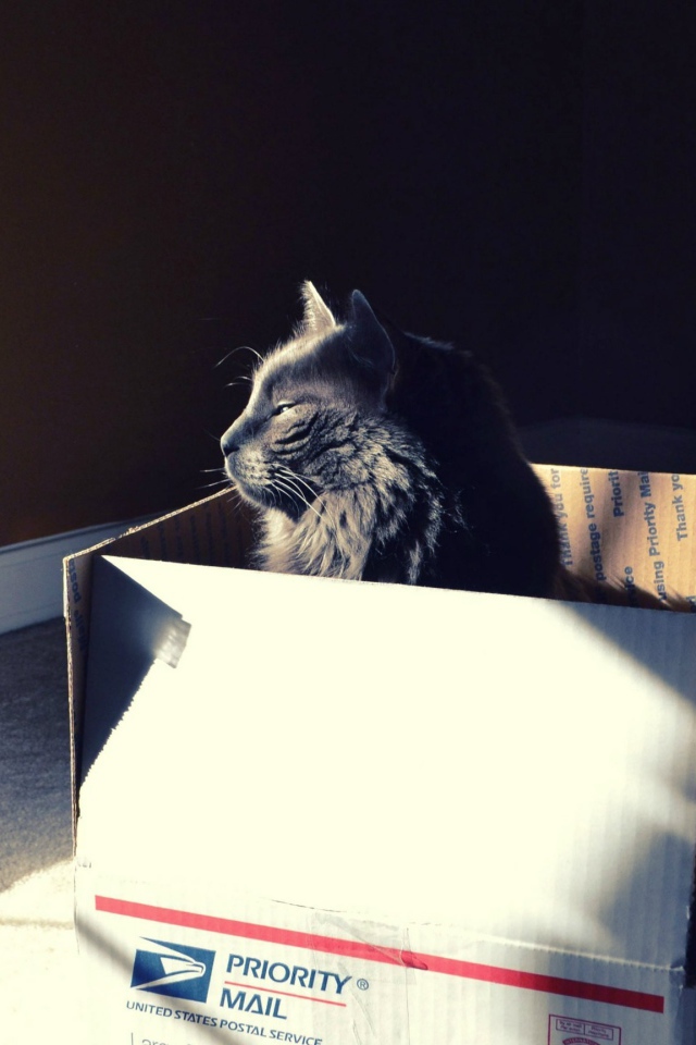 Черный кот в картонной коробке