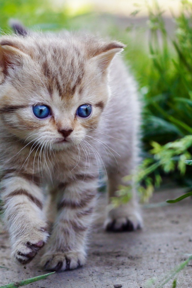 Голубоглазый котенок идет среди травы