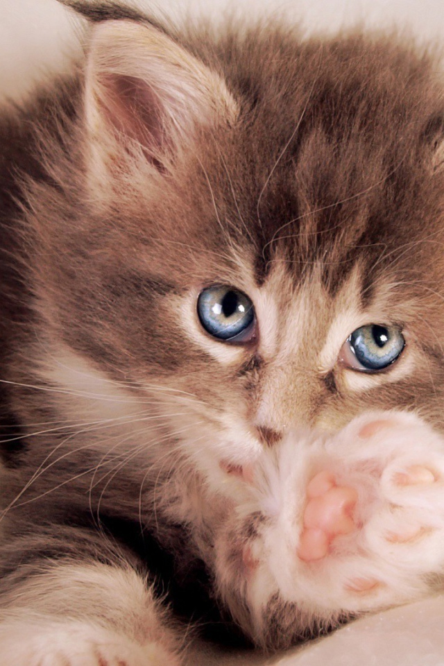 Голубоглазый котенок тянется к хозяину