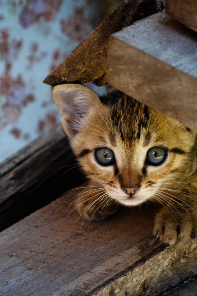 Коричневый котенок под досками