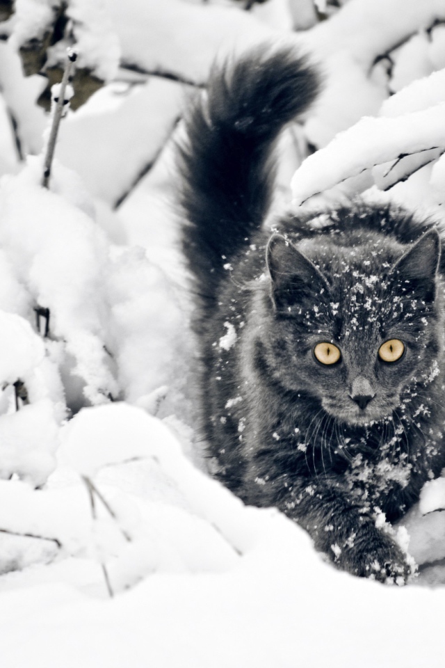 Кот среди покрытых снегом веток