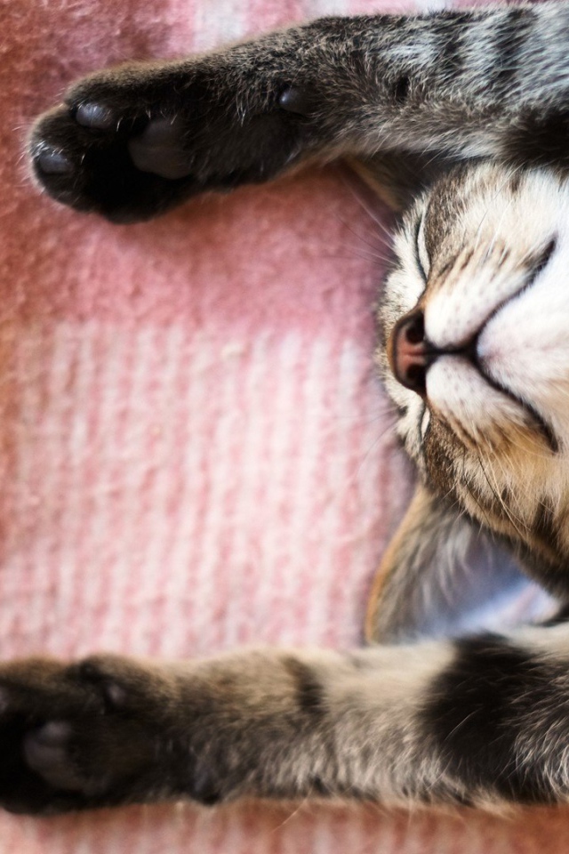 Кот уснул под покрывалом