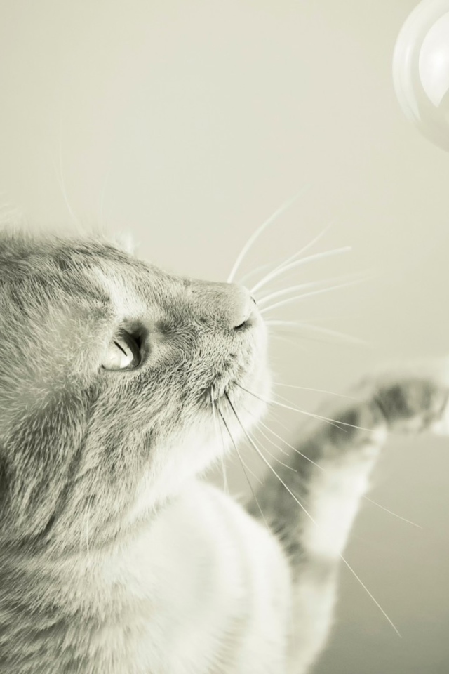 Кот ловит мыльный пузырь