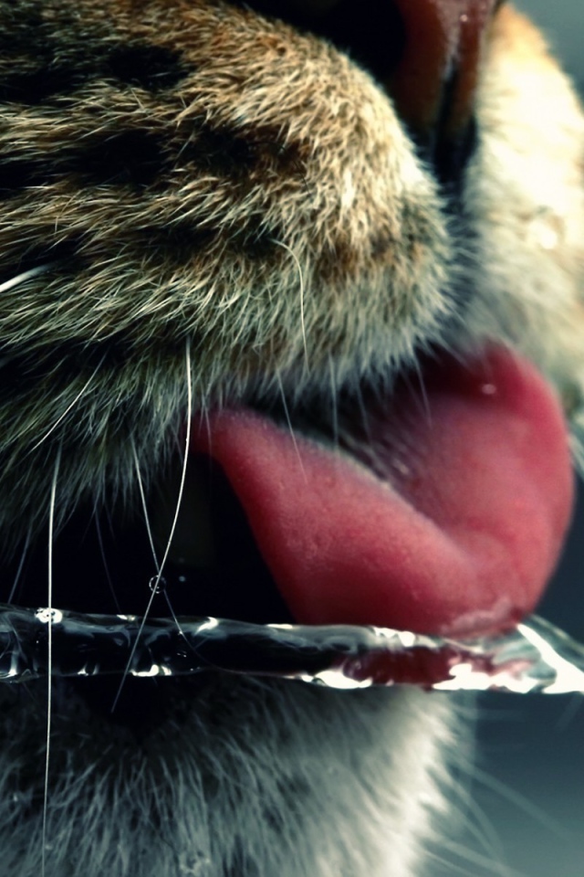 Кот ловит языком струю воды