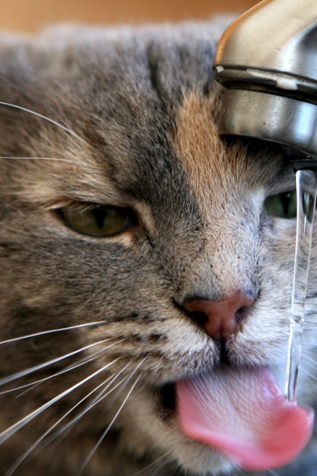 Кот пьет воду из-под крана