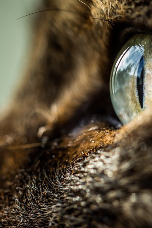 Глаз кота крупным планом