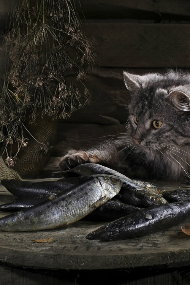 Кот нашел сокровище