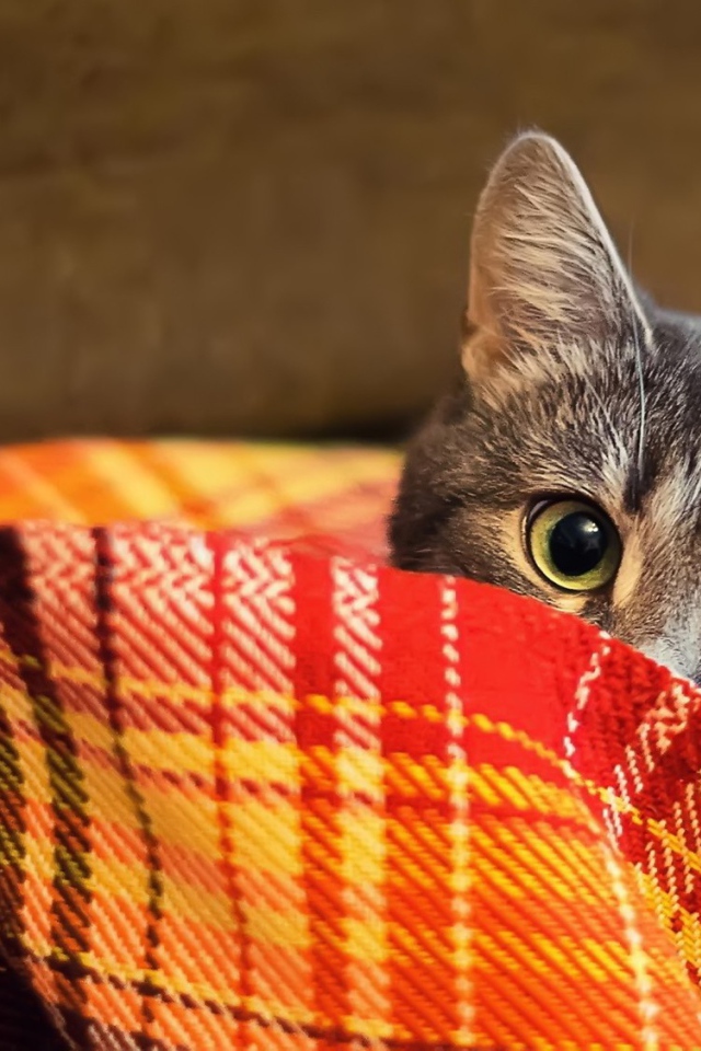 Кот прячется в пледе