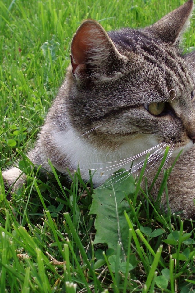 Кошка обнимает землю