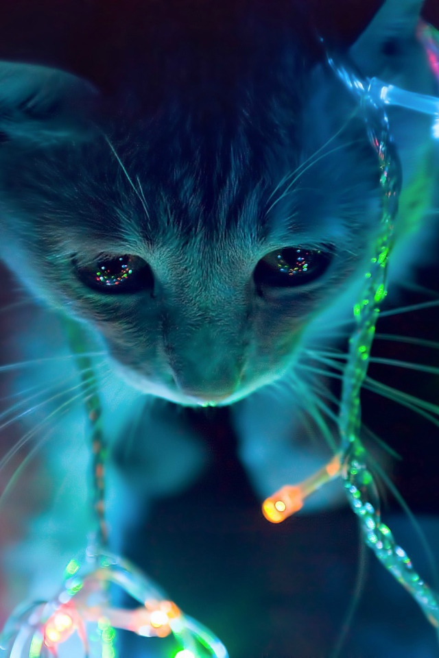 Кот в новогодней гирлянде