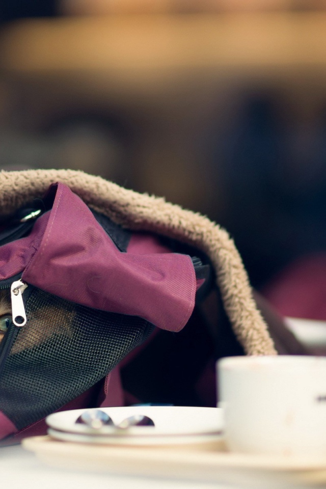 Кот в рюкзаке девушки