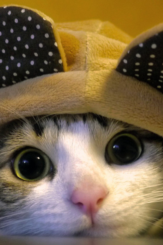 Кот в костюме с ушами