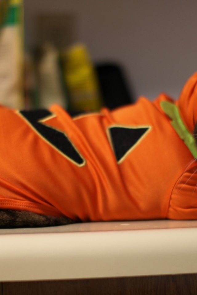 Кот в оранжевой одежде