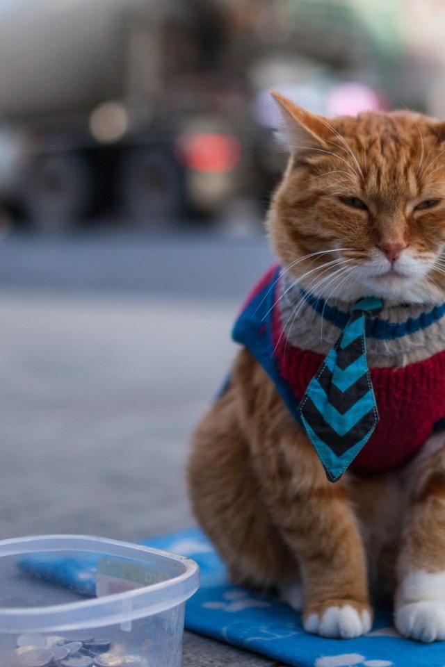 Кот в жилетке и галстуке