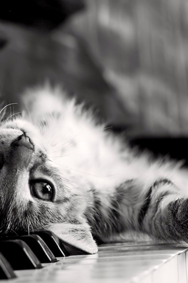 Кот лежит спиной на клавишах пианино