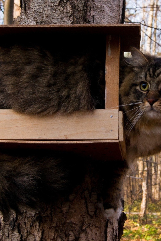 Кот ждет птичек