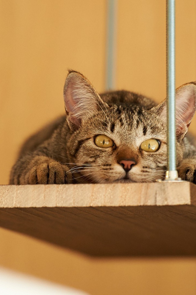 Кот лежит на деревянной полке