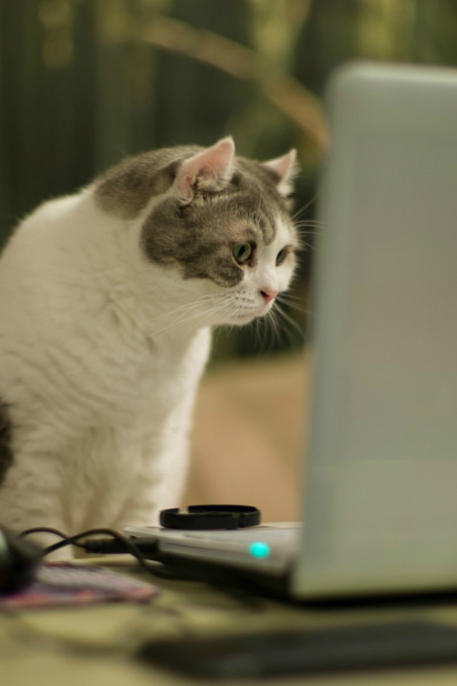 Кот смотрит на экран ноутбука
