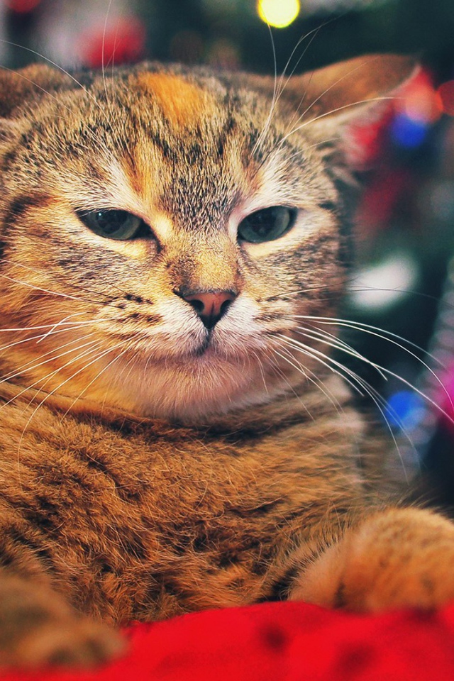 Кот на фоне елки