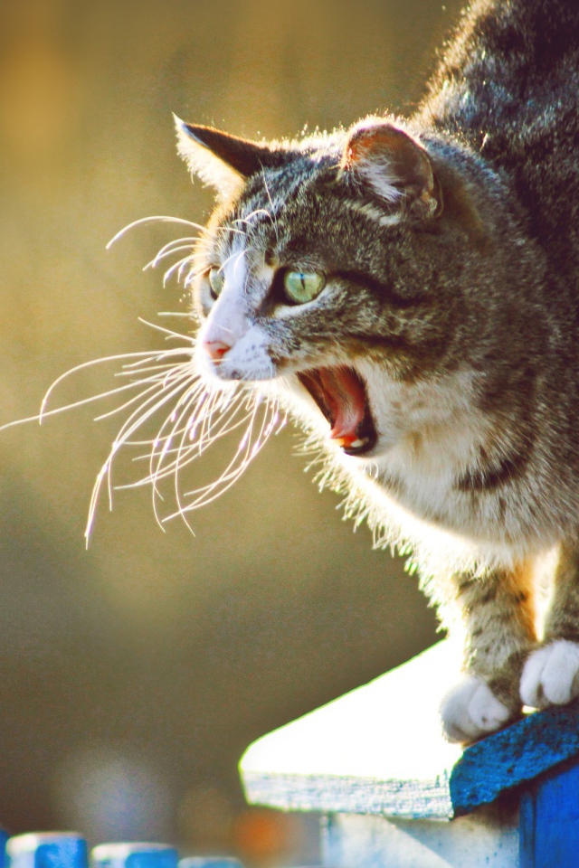 Кот широко разинул пасть