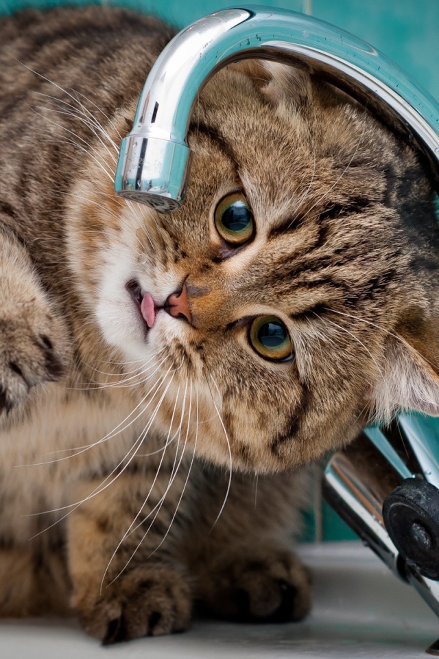 Кот ловит лапой капли из крана