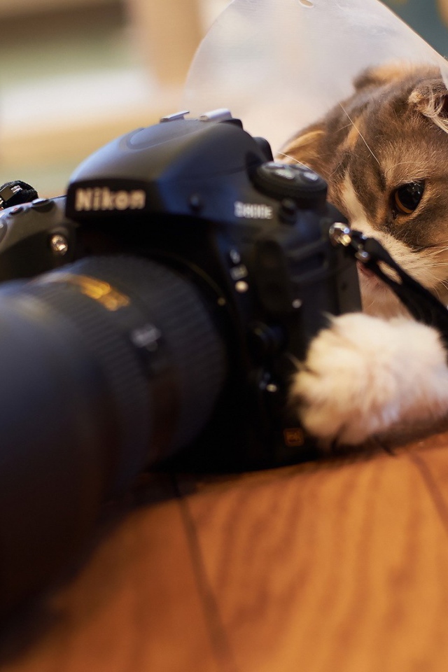 Кот играет с фотоаппаратом