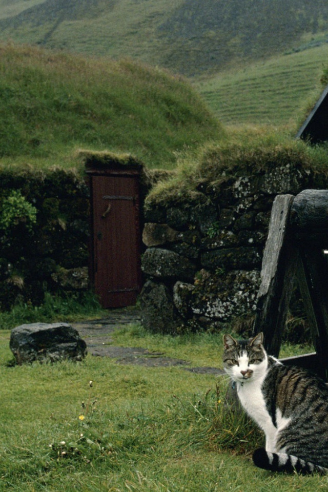 Кот сидит у колодца