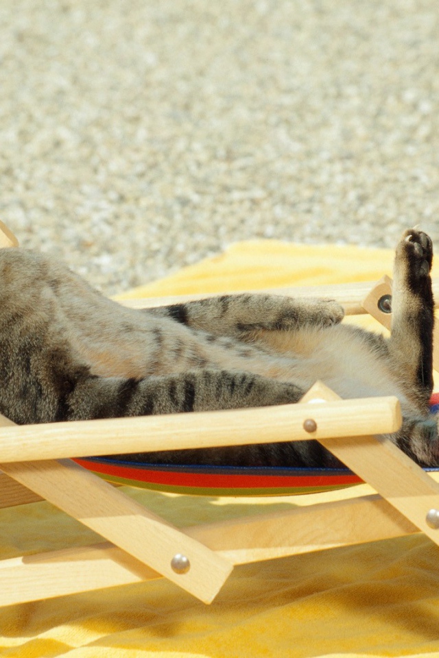 Кот загорает на пляже