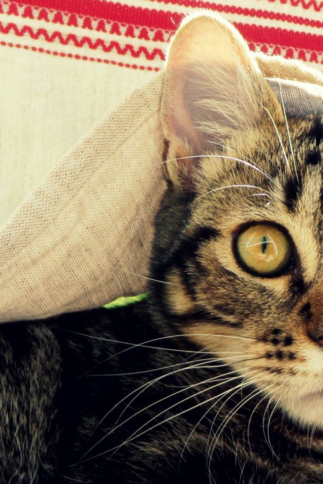 Кот под вышитым полотенцем