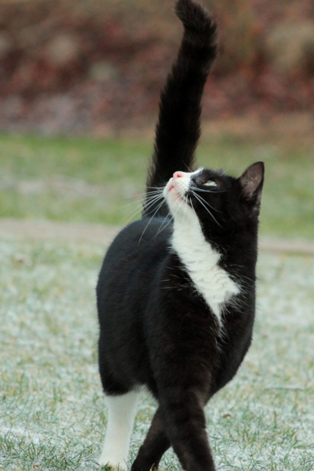 Кот с черным хвостом смотрит вверх