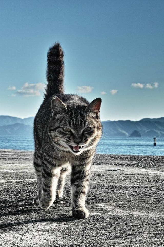 Коты готовы к драке