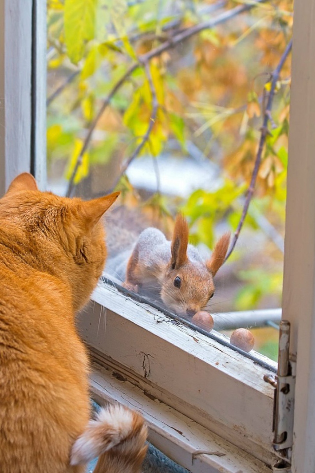 Коты знакомятся с белкой