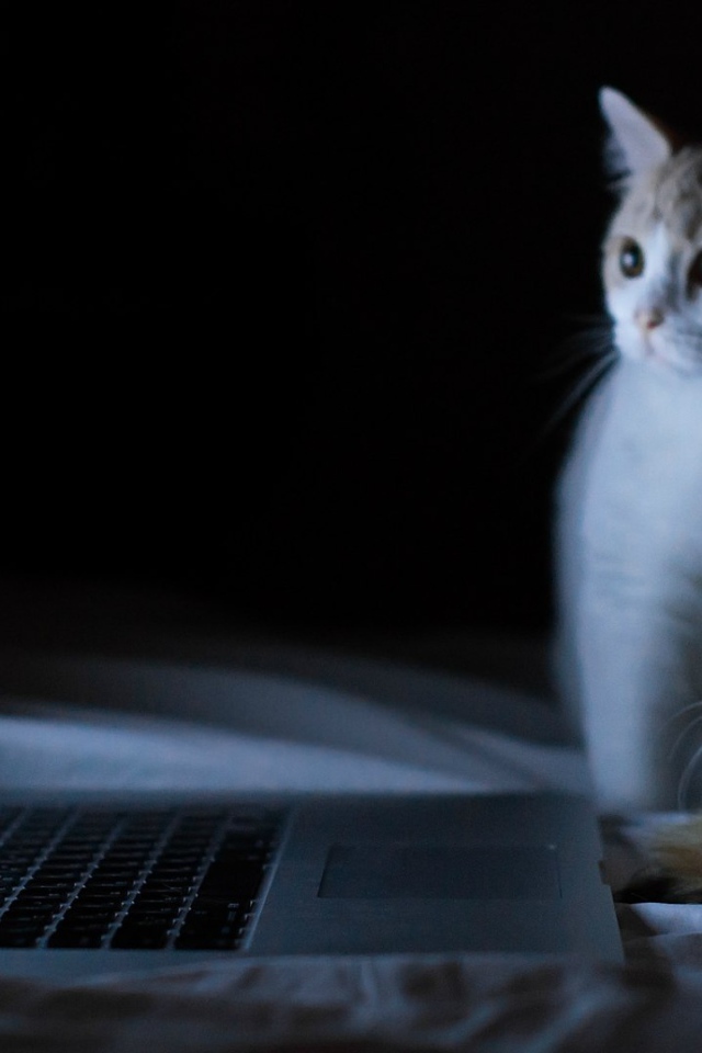 Коты смотрят фотографии