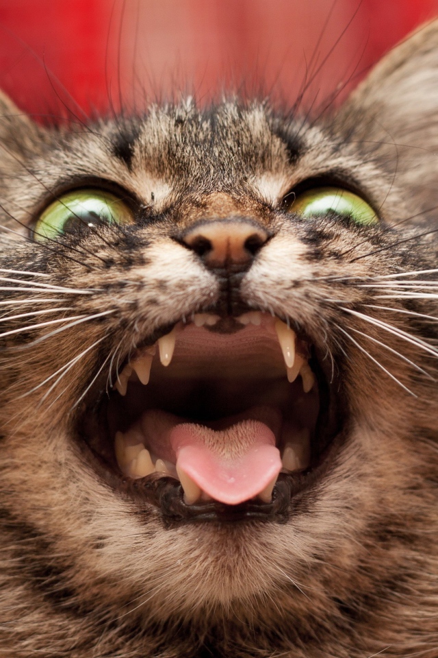 Безумный кот на красном фоне