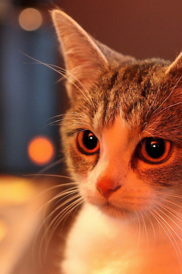 Милая домашняя кошка