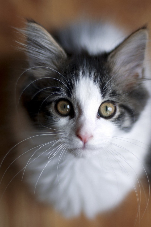 Милый котенок смотрит вверх