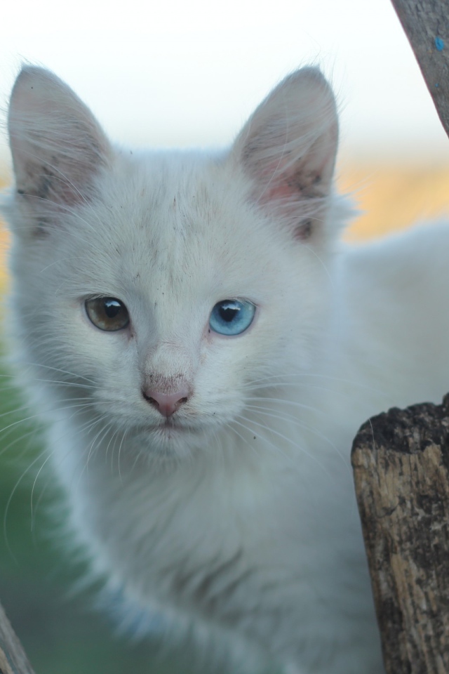 Грязный белый кот с разными глазами